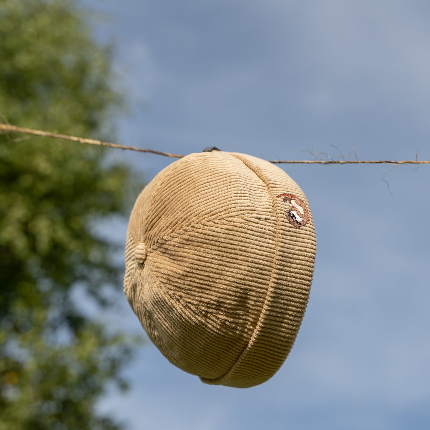 Murumüts kõrberebane