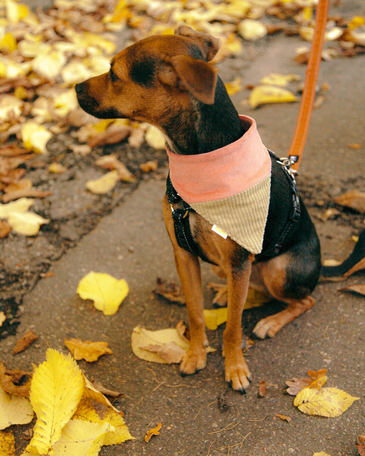 Koerte bandana tšilli